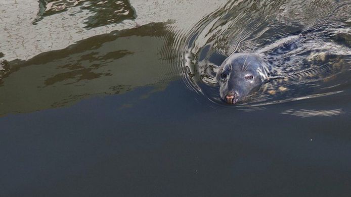 Zeehond in het Zwarte Water bij Zwolle.