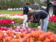 Autoroute van 88 kilometer langs tulpen in Noordoostpolder: ‘Uitstappen voor een foto? Blijf dan niet hangen’
