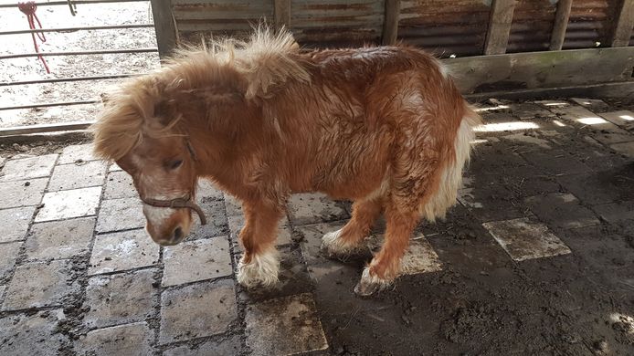 Pony ingeslapen in Hoeksche Waard