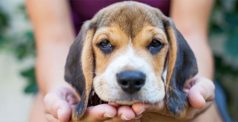 Op eiland kun je hele dag met puppy's knuffelen |