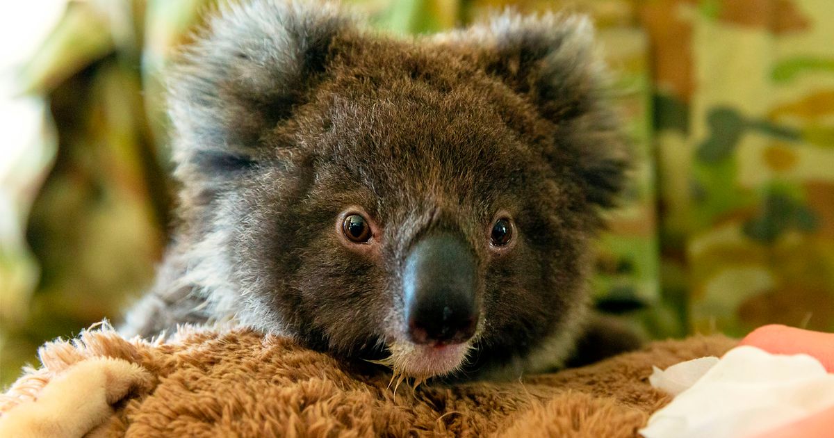 Petitie voor introductie koala�s in NieuwZeeland krijgt