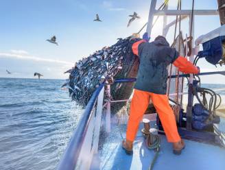 Europese Commissie treft noodmaatregelen om visserijsector te beschermen bij 'no deal'