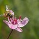 Toename fosfaat bedreigt zeldzame plantensoorten