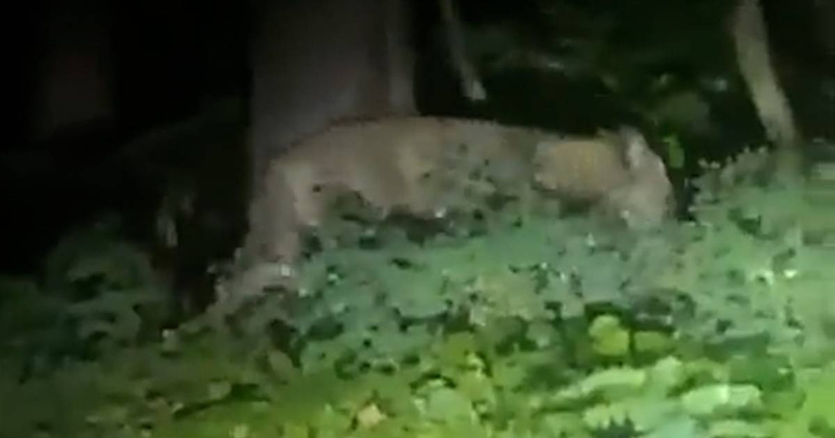 look.  Police resume the search for a stray lioness near Berlin |  outside