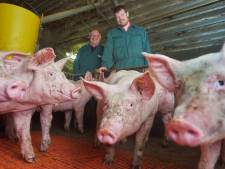 In Venhorst gaan varkens leven als een familie, mét een toilet