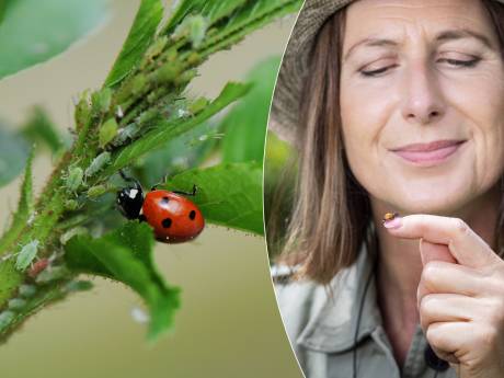 Bladluizen in je tuin? Met deze beestjes bestrijd je ze op natuurlijke wijze