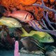 Onderwaterleven bij Bonaire onderzocht: nieuwe garnaal én zeeanemonen
