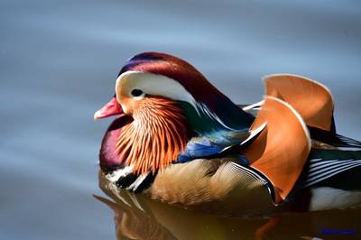 New York in rep en roer om exotische eend