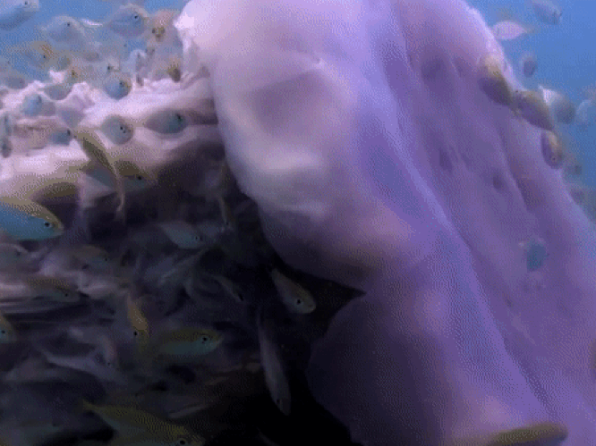 VIDEO. Grootste kwal ter wereld terroriseert oceaan