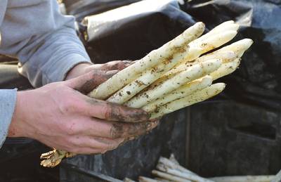 Pop-uprestaurant 'Asperges op de Velden' kiest volgend jaar voor Leende