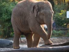 Rampjaar voor Dierenpark Amersfoort, nu weer een olifant dood: ‘Wat blijft ons niet bespaard?’