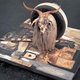 Icoon van moderne kunst Rauschenberg overleden