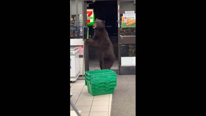 Un ours entre dans un night-shop et utilise le désinfectant pour les mains.