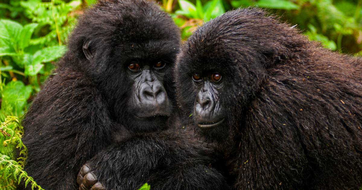 I gorilla di montagna sono quasi estinti, ma ora l’animale sta guadagnando tutto lo spazio in Ruanda |  residenza