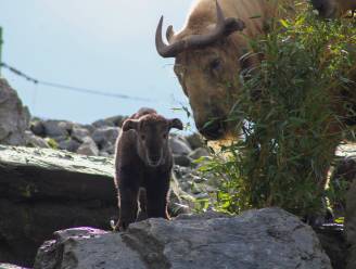 Kleine gouden takin geboren in Pairi Daiza: dierenpark deelt eerste beelden