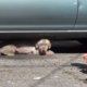 Deze zwerfhond leefde maanden onder auto's