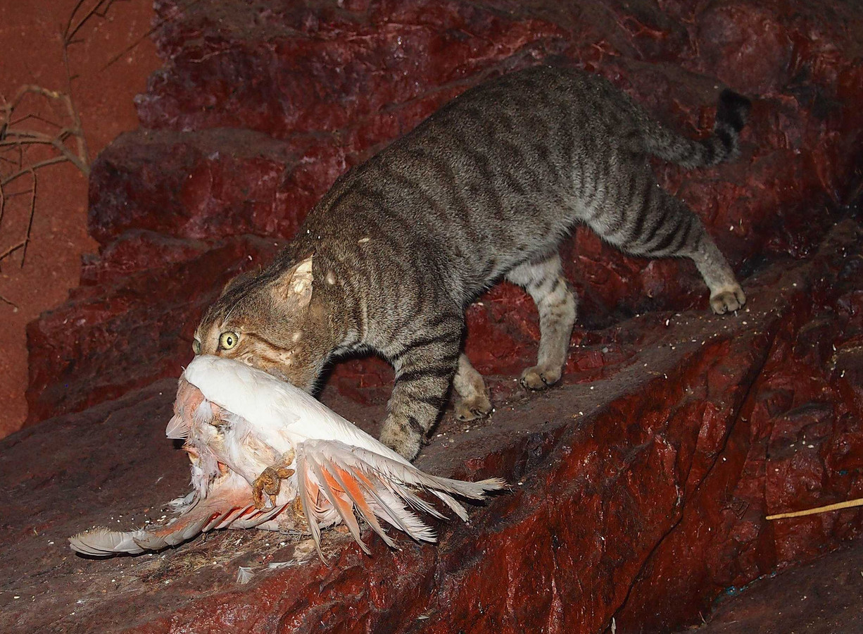 australi-verklaart-wilde-katten-de-oorlog-en-dropt-giftige-worstjes