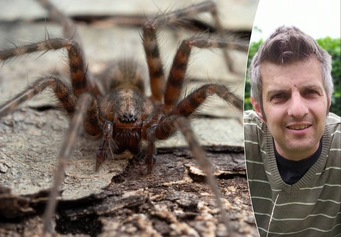 Wim Veraghtert, expert in ongewervelde dieren bij Natuurpunt, vertelt hoe je  spinnen uit je buurt kunt houden.