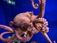 Net als mensen: octopussen willen knuffelen na inname van ecstasy