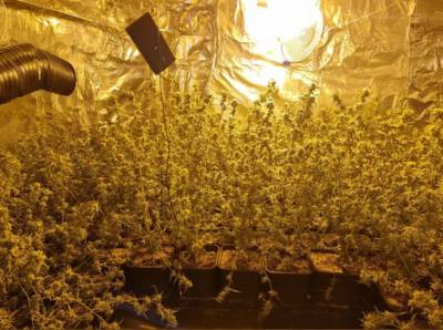 Hennepkwekers Gastel toch geen slachtoffers van mensenhandel, Braziliaanse telers worden uitgezet