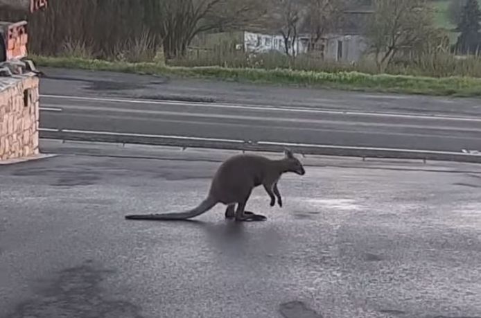 Un wallaby s'est échappé de son enclos et se promène à Waimes depuis deux semaines.