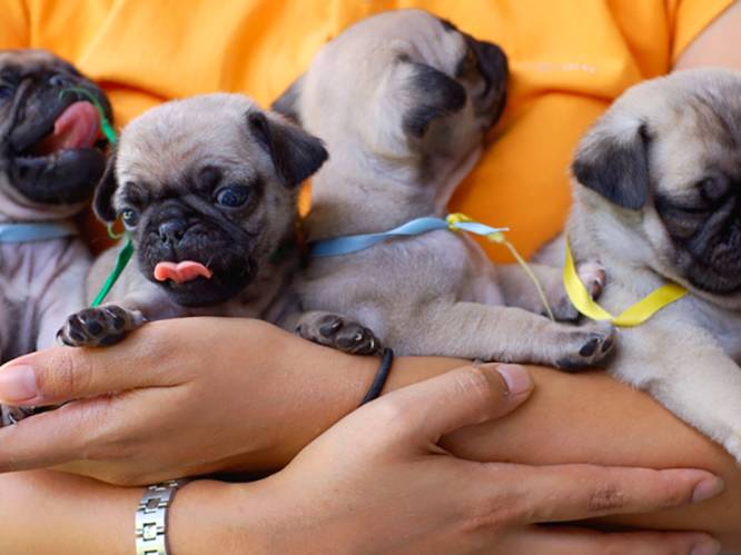 Australische nachtclub biedt puppy’s aan ‘voor even of voor het leven’