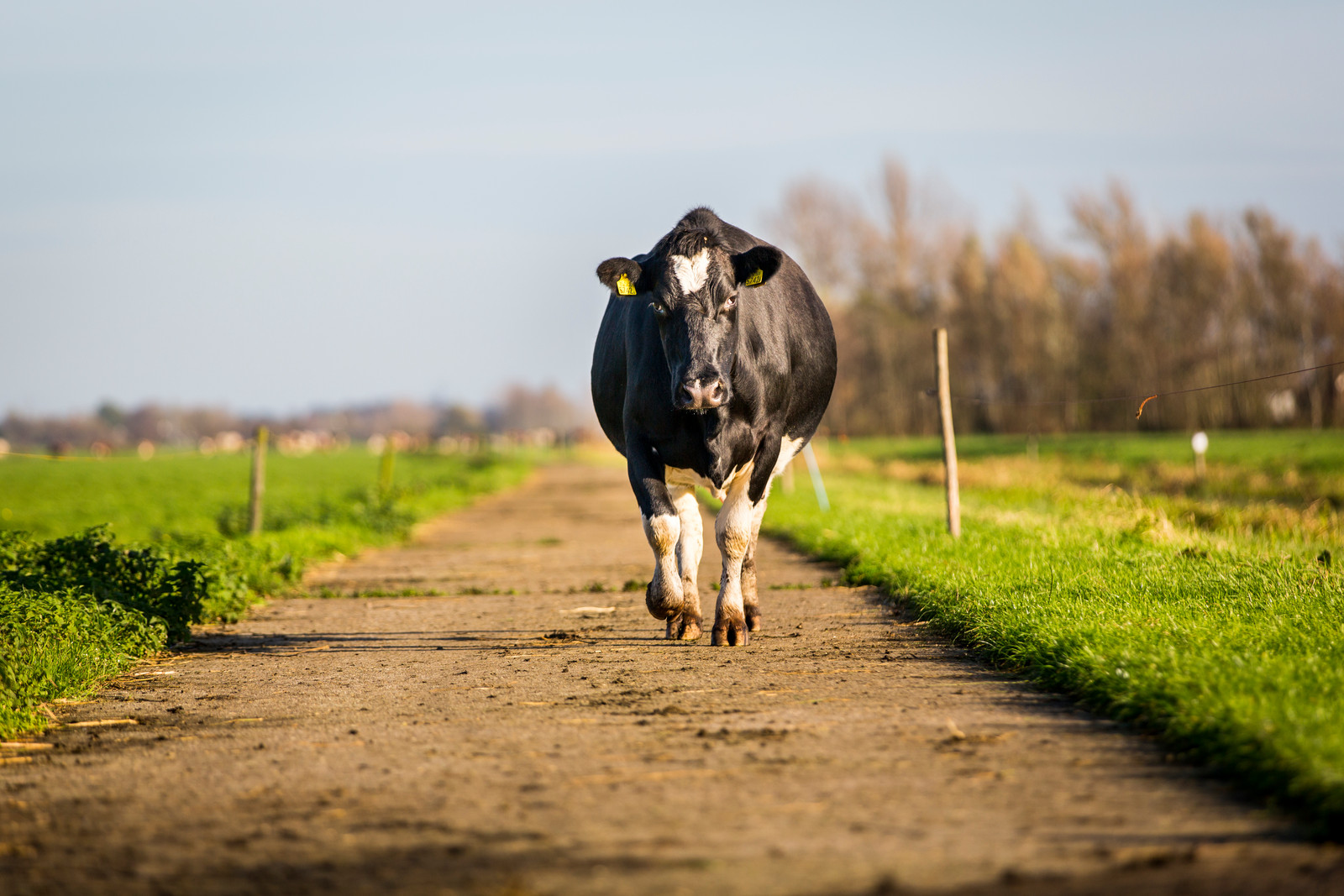 vrije tijd flauw tetraëder Houden Nederlanders van de koe? | Trouw