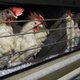 Vogelgriepseizoen houdt bijzonder lang aan, prijzen eieren en kippenvlees stijgen
