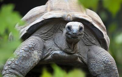 Reuzenschildpadden krijgen nieuw verblijf in Ouwehands Dierenpark