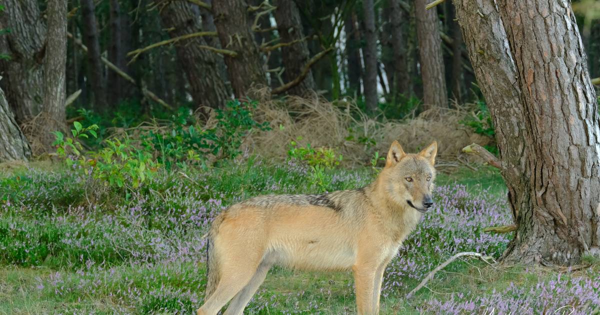 Provincie Utrecht: ‘Géén probleemwolf in het gebied maar wél gewerkt aan afschrikkende maatregelen’