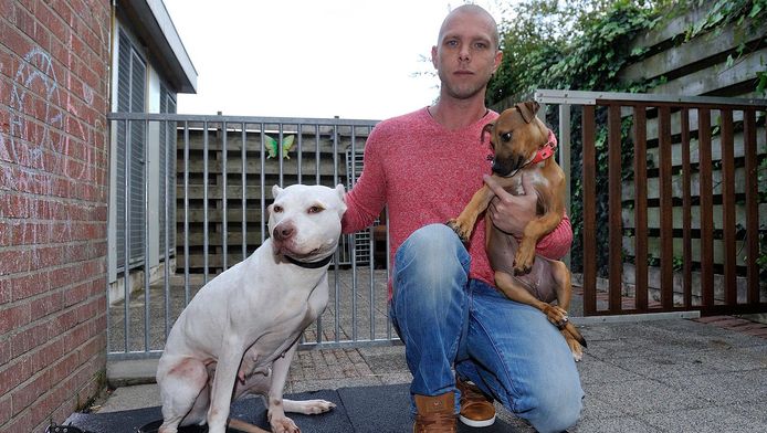 De Pitbull Heeft Het Weer Gedaan Amersfoort Ad Nl