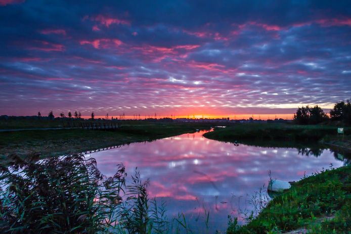 De Zuidpolder in Barendrecht is een populair wandelgebied voor hondenbezitters.