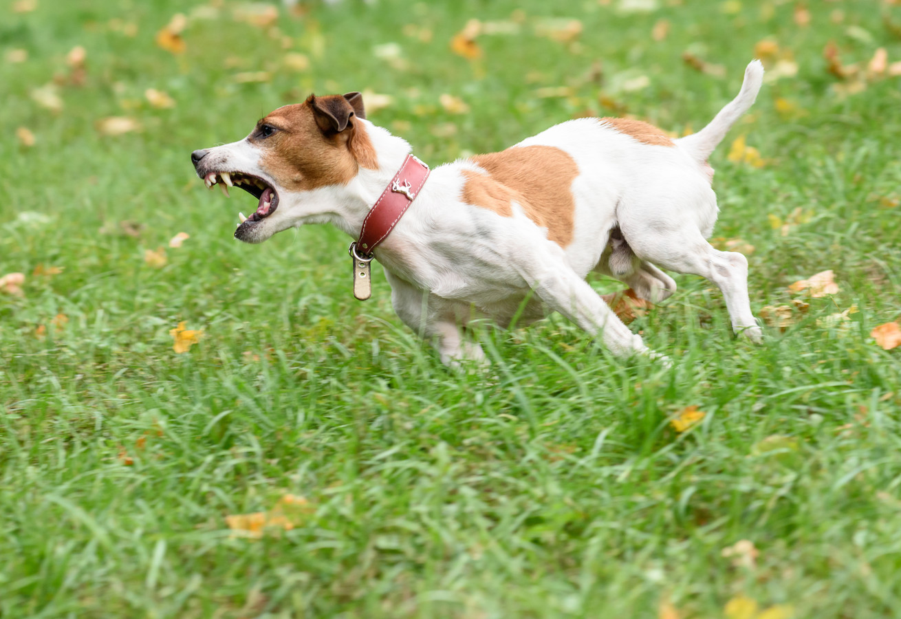 Джек рассел укусила оса. Джек рассел петерсон. Джек-рассел-терьер. Лай рассел терьера. Джек рассел с голубыми глазами.