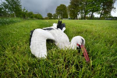 Ooievaar doodgeschoten: ‘Je moet gestoord zijn’
