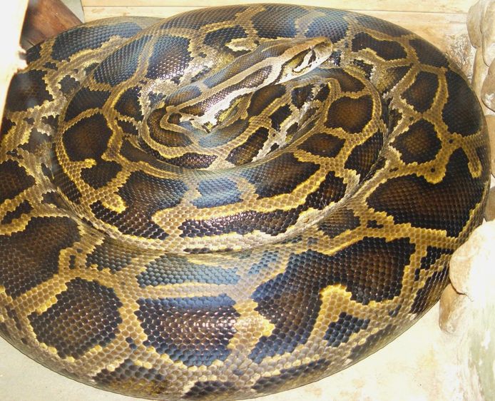 Een Birmese python (foto ter illustratie)