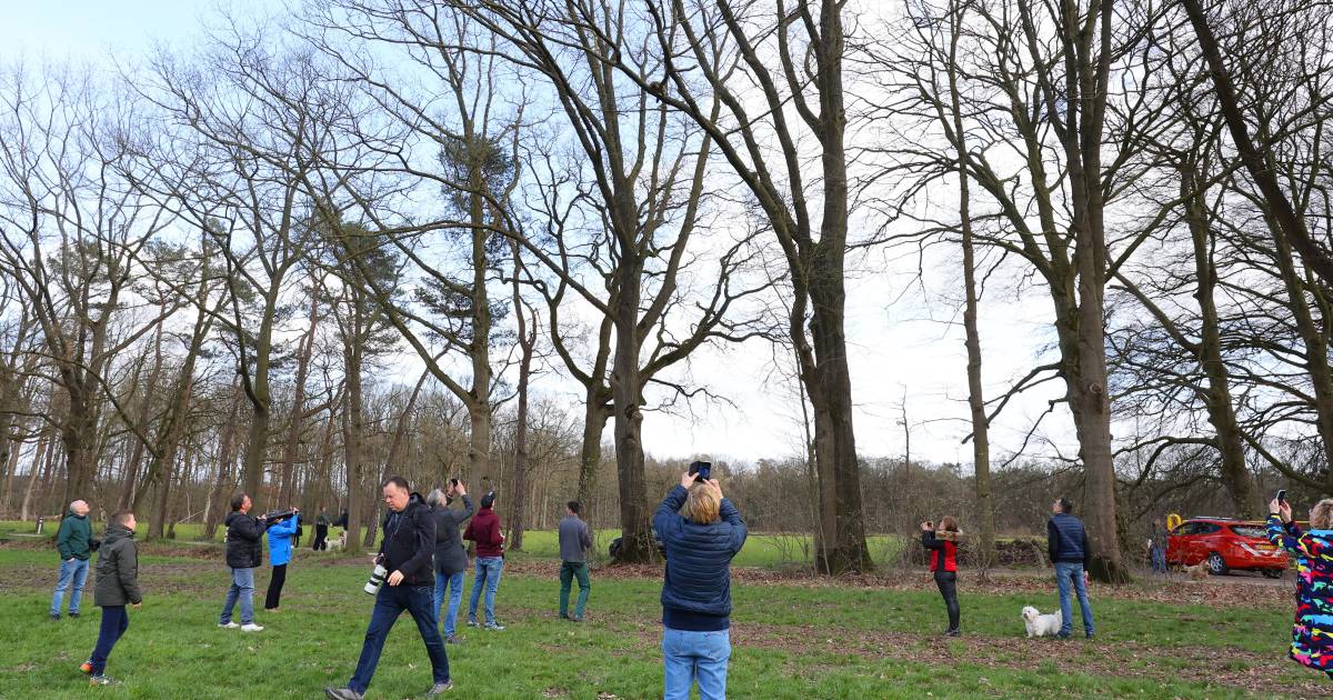 Slapende wasbeer gevonden in buitengebied in Vught, afkomst onbekend.
