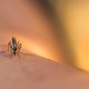 Zo wil Google wereldwijd muggenplagen tegengaan