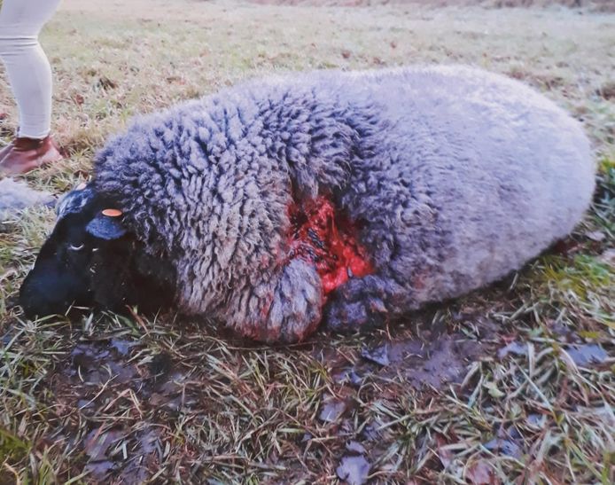 Een van de schapen werd in de schouder gebeten. Het dier leefde nog, maar kreeg een spuitje van de veearts.