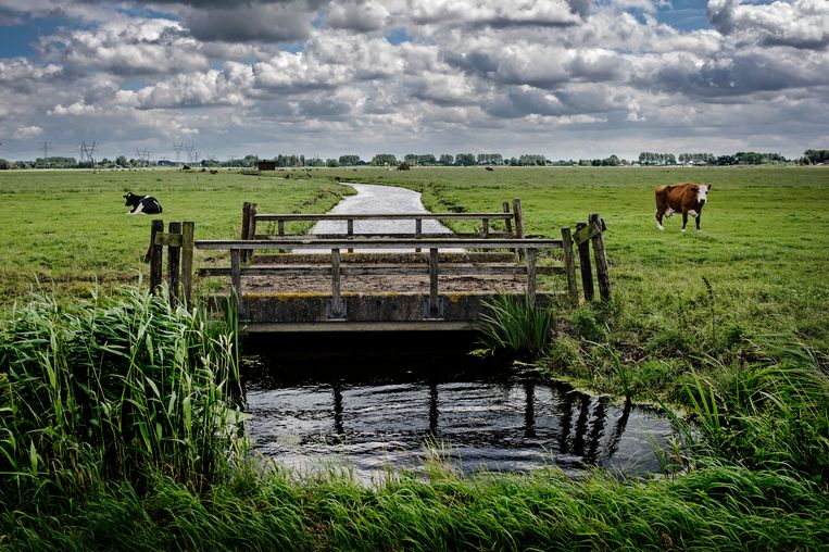 De Bloemendalerpolder tussen Muiden en Weesp. Beeld Patrick Post
