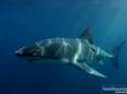 "Mysterieus monster at drie meter lange witte haai op"