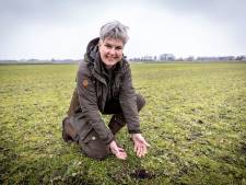 Eerste Twentse kievitsei is in aantocht: ‘Nog een paar dagen mooi weer nodig’