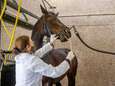 KNHS hoopt paarden zo snel mogelijk in Nederland terug te krijgen