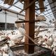 Nieuwe vogelgriep midden in coronapandemie baart experts zorgen