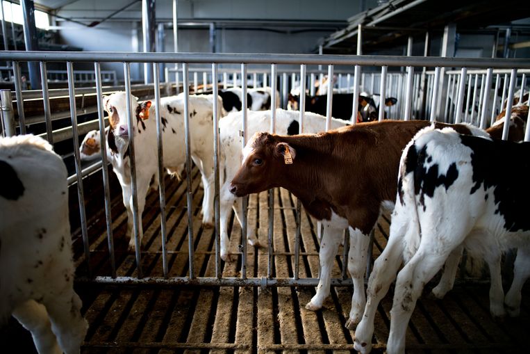 Kalfjes in een veehouderij. Beeld ID / Katrijn Van Giel