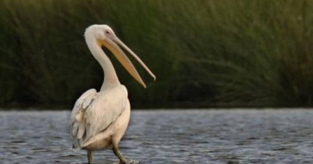 Pelikaan neergestreken in Friesland