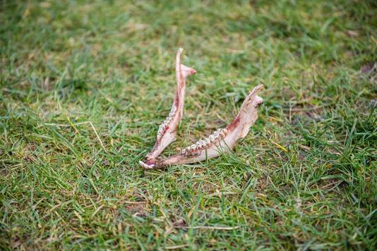 Het roofdier ging ongemeen bruut te werk.