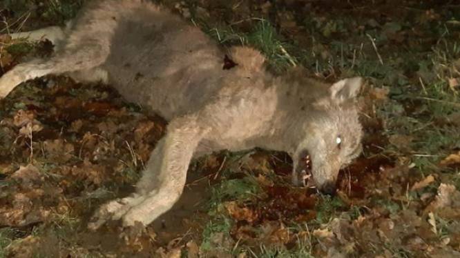 Veluwse mannetjeswolf doodgereden op provinciale weg Elspeet