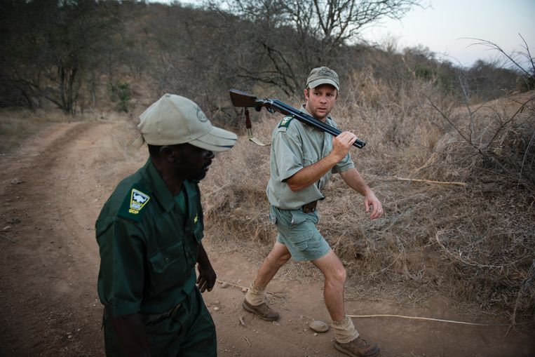 Rangers Logan van Zijl (R) en Nelson Tjisane zijn samen op pad in een van de meest gevaarlijke zones in het noordelijke deel van het private natuurpark Balule. Beeld Bram Lammers