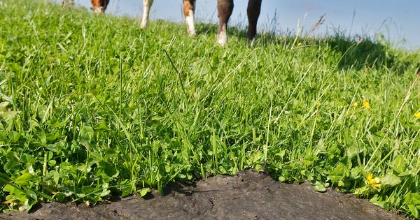 Is de poep van Hollandse koeien echt viezer dan die uit België? - Tubantia