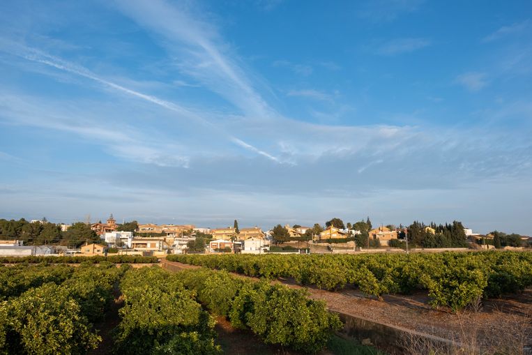 Het kustgebied ten zuiden van de stad Valencia staat bekend als de wieg van de Spaanse sinaasappelteelt. Beeld Eline van Nes